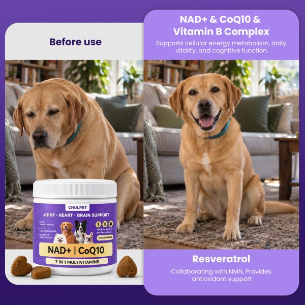 NAD+ CoQ10 Multivitamin Soft Chews for Dogs, Joint & Heart Support NMN+Resveratrol+CoQ10 for Cellular Energy Full-Spectrum Multivitamin & Joint Support. Chicken Flavor, 100 Chews